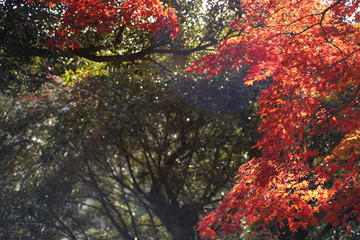 紅葉