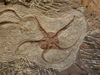 Brittle Star or Ophiuroid Fossil Found in Morocco