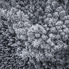 Top aerial view of dense wood trees covered by fresh snow. Winter season