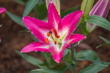 Flower winter in love 