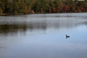 Obraz na płótnie Canvas A duck gliding across the water in the fall.