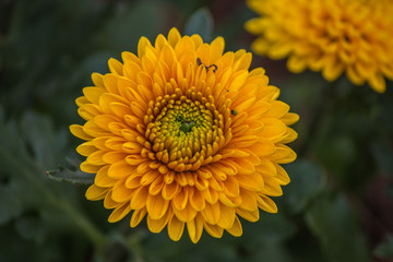 Flower winter in love 