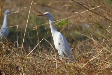 cranes fly with necks outstretched, not pulled back.blur image