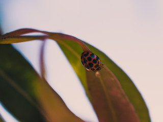 ladybug on a green leaf