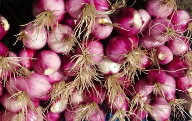 closed  up white fresh root onions with white and red colour