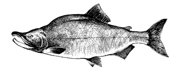 Salmon, fish collection. Healthy lifestyle, delicious food. Hand-drawn images, black and white graphics.