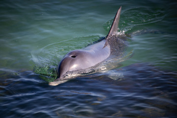 Bottlenose dolphin in the estuary