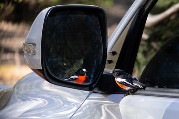 Robin admiring itself in a car wing mirror