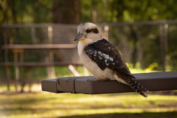 Kookaburra kingfisher sitting on a picnic table