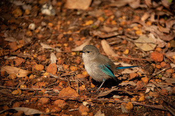 Juvenile Male Splendid Fairy Wren 2