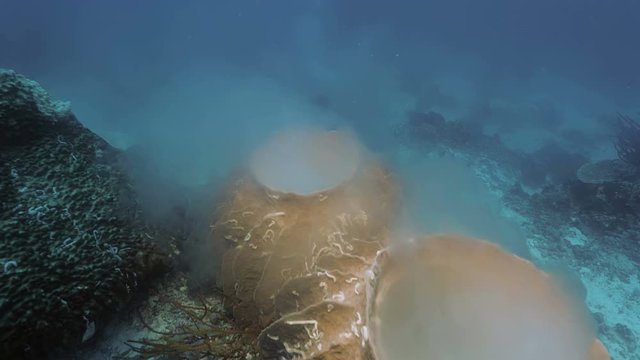 Two spawning sponges in coral reef landscape, Indonesia