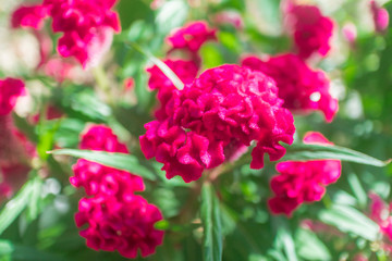 Cockscomb. Beautiful tropical exotic pink, red fresh flowers with green leaves in Asia, Vietnam or Thailand. Celosia argentea var. cristata cultivated in India. Greeting card for Saint Valentine's Day