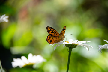 Monarch Butterfly resting on a large daisy