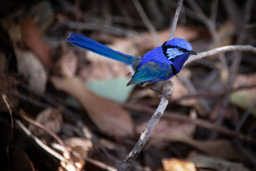 Male splendid fairy wren perched on a branch