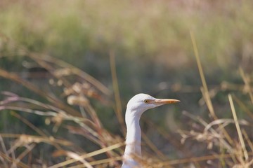 crane bird wallpaper and background