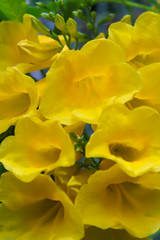Obraz na płótnie Canvas Close up of Yellow elder flower in nature