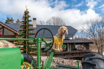 萌木の村_ゴールデンレトニエル