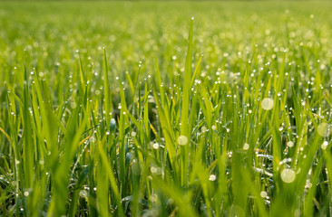 Abstract green grass nature landscape in summer sun with bokeh.