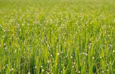 Abstract green grass nature landscape in summer sun with bokeh.