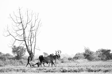 farmer black image,wallpaper,background,stock photo