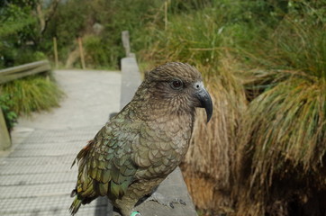 ニュージーランドのオウム　ケア