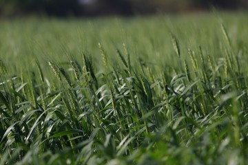 wheat farm and natural wallpaper