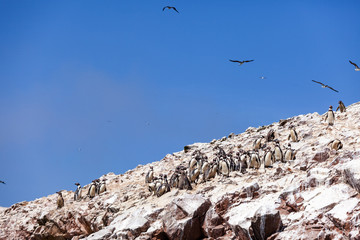 Large group of penguins stands on a rock, Ballestas Islands, Paracas Nature Reserve, Peru, Latin America. Birds fly in the blue sky.