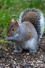 立った姿勢のトウブハイイロリス　　バンクーバー　　カナダ