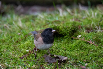 Obraz premium A picture of a male Dark-eyed junco perching on the ground. Vancouver BC Canada