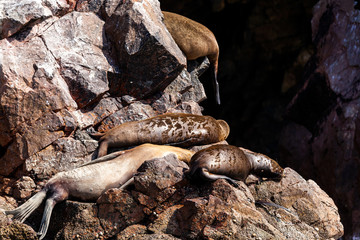 Four sea lions rest on a rock..Seasonal molt, Ballestas Islands, Paracas Nature Reserve, Peru, Latin America. Close up.