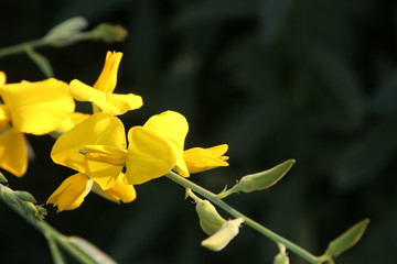 Yellow flowers of Indian Hemp are on branch and dark background.