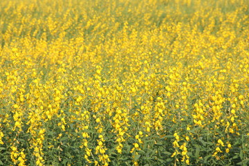 Obraz premium Field of Crotalaria or Sunn Hemp blooming in Thailand. Another name is Indian hemp, Madras hemp, Brown hemp.