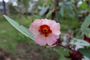 Light pink flower of Roselle is on branch and leaves. Another name is Jamaican sorel, Rozella, Sorrel, Red sorrel.