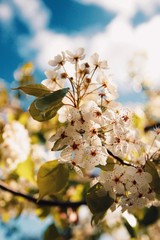 blooming apple tree in spring