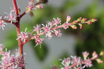 Pink and white astilbe flowers opening on a branch