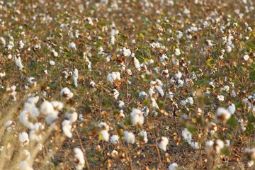 cotton farm image and wallpaper ,stock photos