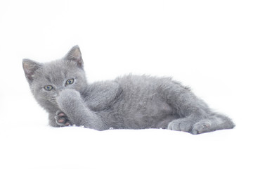 A grey kitten lies on a white background. Cute kitten. British cat. Cover for an album or notebook.
