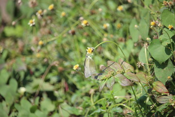 butterflies perch on wild grass