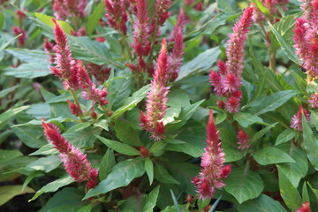 Red Clockscomb's flowers and green leaves, another name is Celosia Cristata or Chinese Wool Flower,...