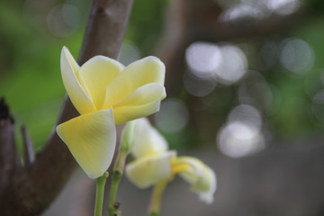 Light yellow flowers of Plumeria or Frangipani and blur background.