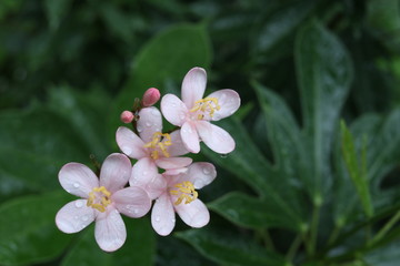 Light pink flowers and droplets on petal of Cotton Leaved are on branch and blur green leaves background, another name is Jatropha or Spicy Jatropha.