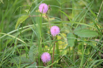 the bashful princess flower or Mimosa pudica