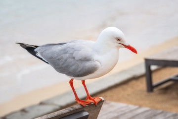Close up to a seagull sitting on top of a bench at Anse Vata Beach in Noumea, New Caledonia - an island in Polynesia, South Pacific Ocean.