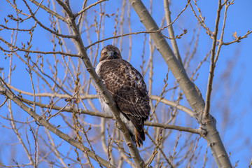 Red-Tailed Hawk Look at You