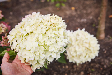 blooming hydrangea is a large flower growing in the garden and a female hand is nearby.