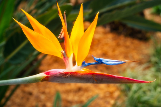 Bird of Paradise Flower on a blurred background at a tropical garden in Noumea, New Caledonia, French Polynesia.