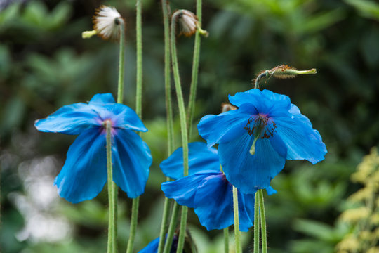 Legendary blue Himalayan poppy
