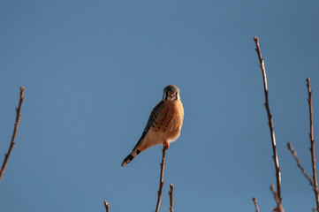 American Kestrel