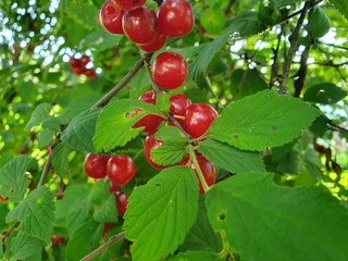 red berries on a branch
