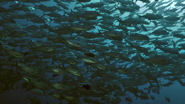 Gigantic shoal of fishes in tropical water, Indonesia